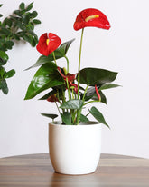 Anthurium plant with red flowers